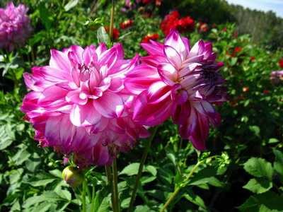 Долгоцветущие Цветы Для Дачи С Фото